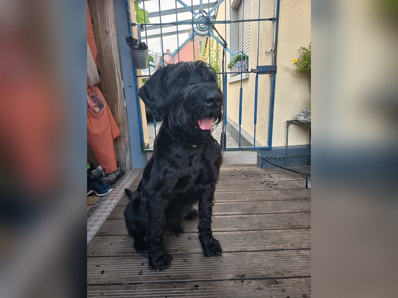 Riesenschnauzer auf Pflegestelle