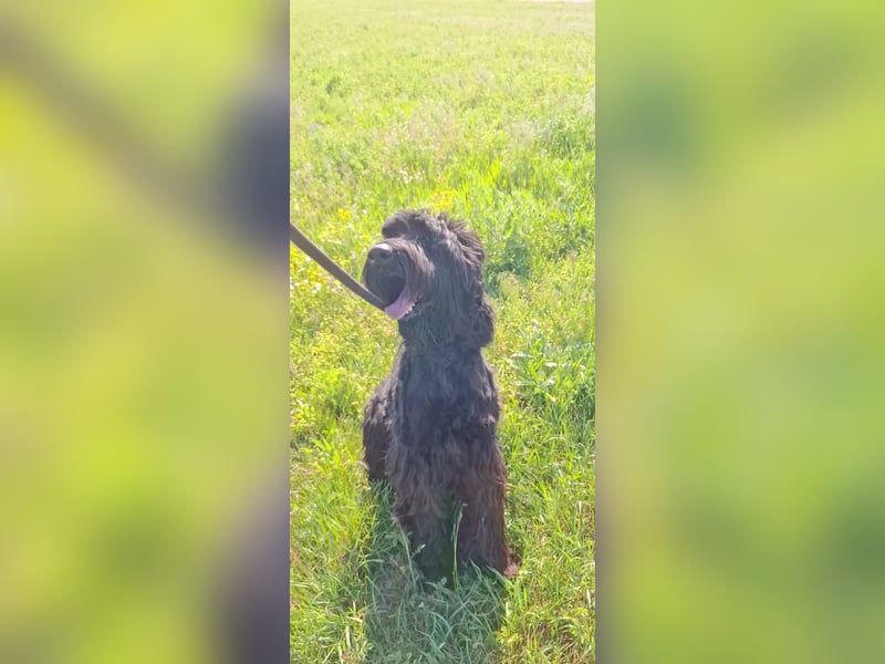 Jacky VI – Lebensfroher Riesenschnauzer sucht aktives Zuhause