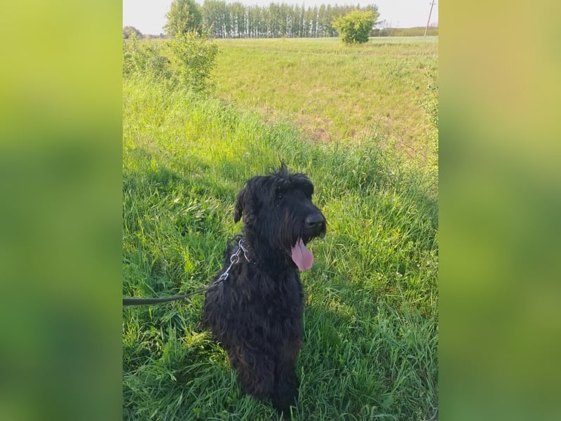 Jacky VI – Lebensfroher Riesenschnauzer sucht aktives Zuhause