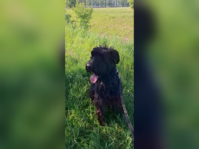 Jacky VI – Lebensfroher Riesenschnauzer sucht aktives Zuhause