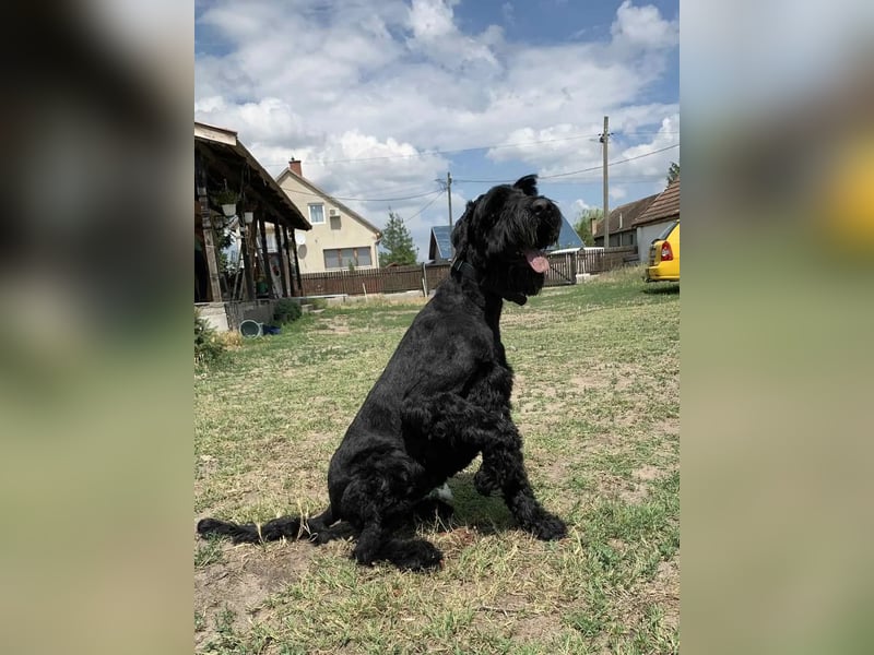 Jacky VI – Lebensfroher Riesenschnauzer sucht aktives Zuhause