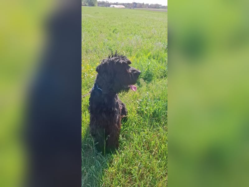 Jacky VI – Lebensfroher Riesenschnauzer sucht aktives Zuhause