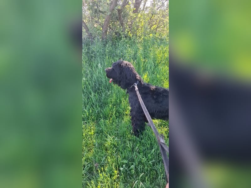 Jacky VI – Lebensfroher Riesenschnauzer sucht aktives Zuhause