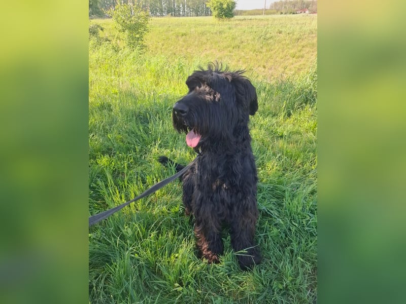 Jacky VI – Lebensfroher Riesenschnauzer sucht aktives Zuhause