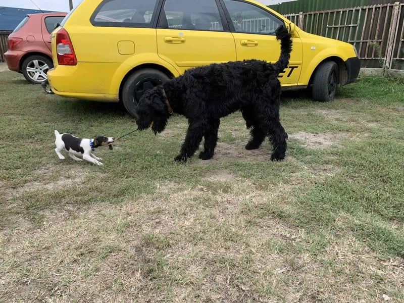 Jacky VI – Lebensfroher Riesenschnauzer sucht aktives Zuhause
