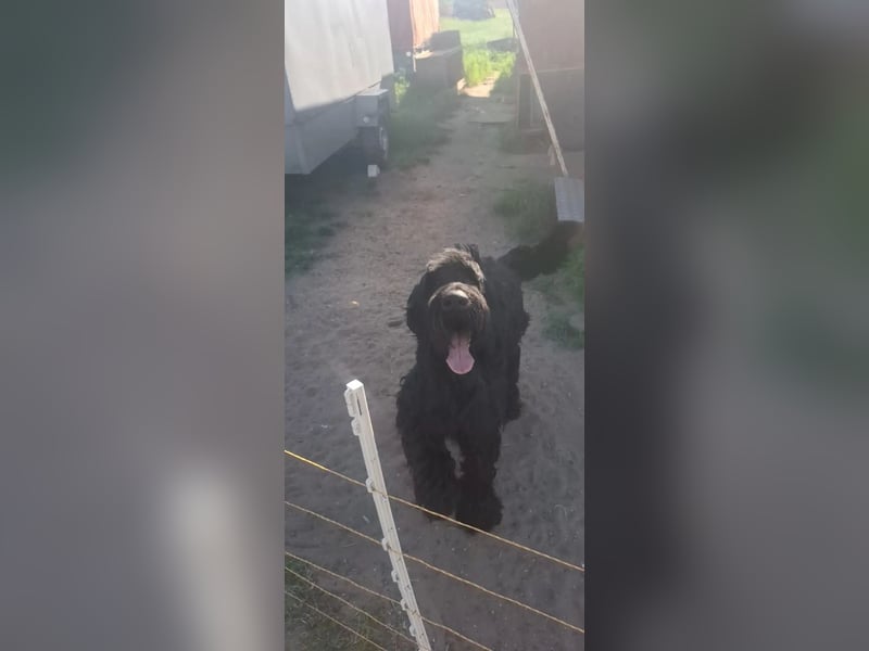 Jacky VI – Lebensfroher Riesenschnauzer sucht aktives Zuhause