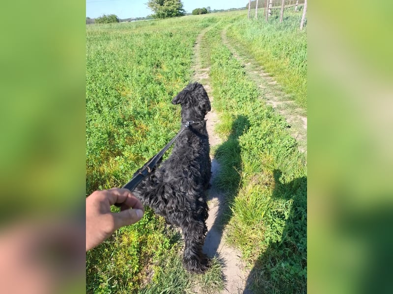 Jacky VI – Lebensfroher Riesenschnauzer sucht aktives Zuhause