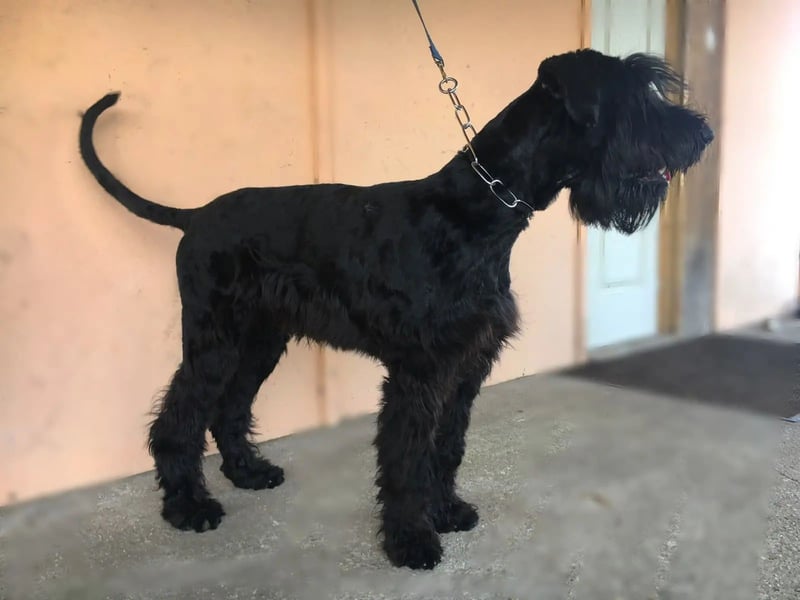 Jacky VI – Lebensfroher Riesenschnauzer sucht aktives Zuhause