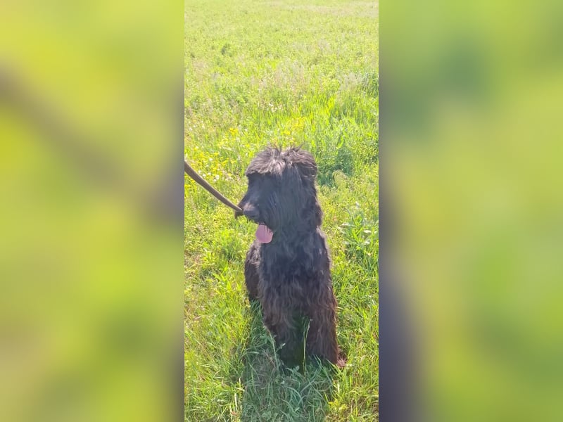 Jacky VI – Lebensfroher Riesenschnauzer sucht aktives Zuhause