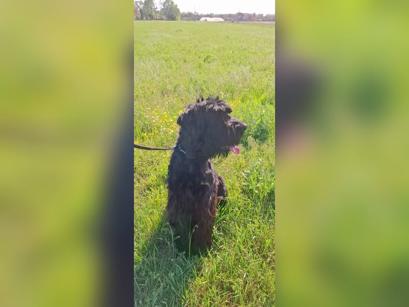 Jacky VI – Lebensfroher Riesenschnauzer sucht aktives Zuhause