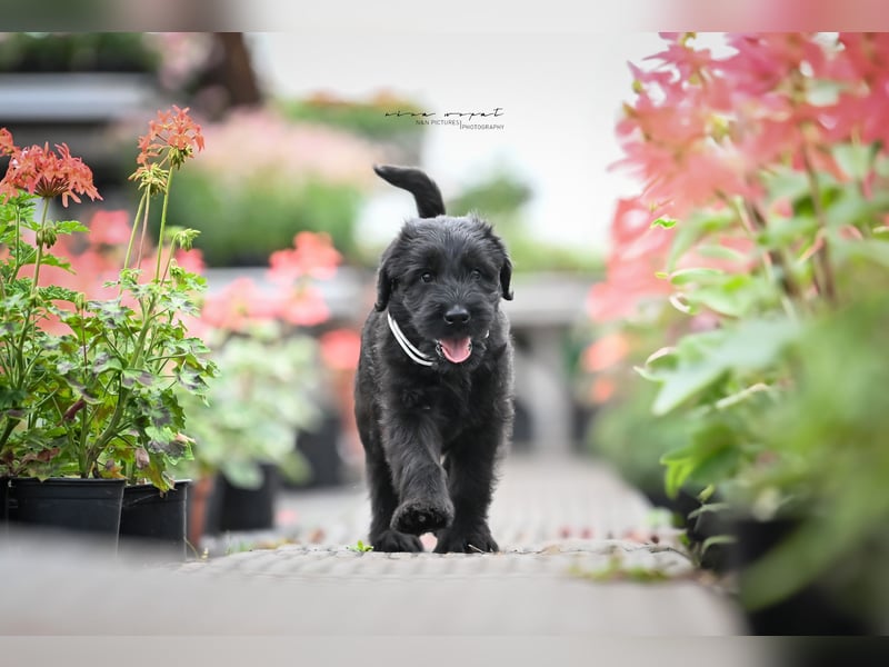 Riesenschnauzer schwarz