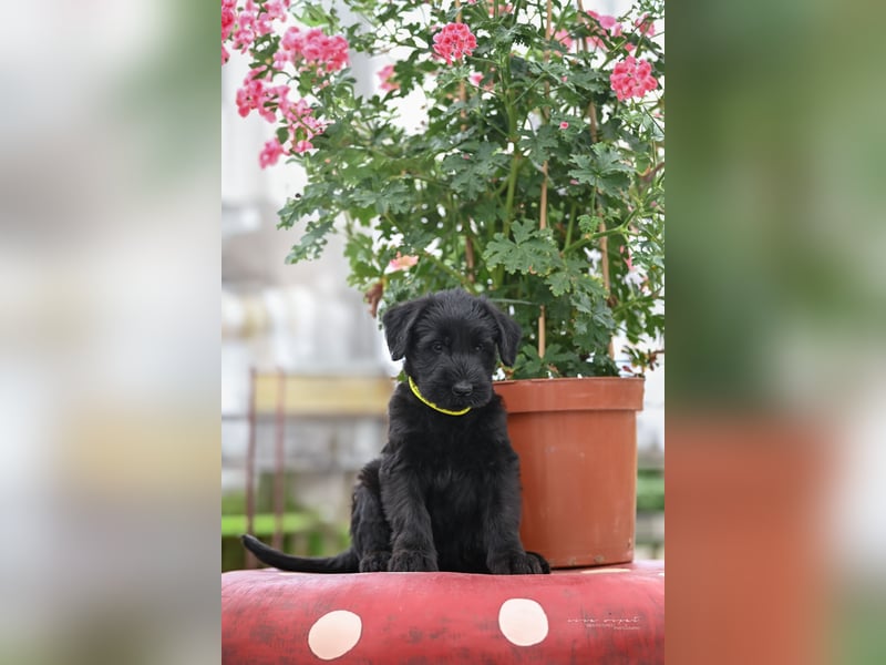Riesenschnauzer schwarz