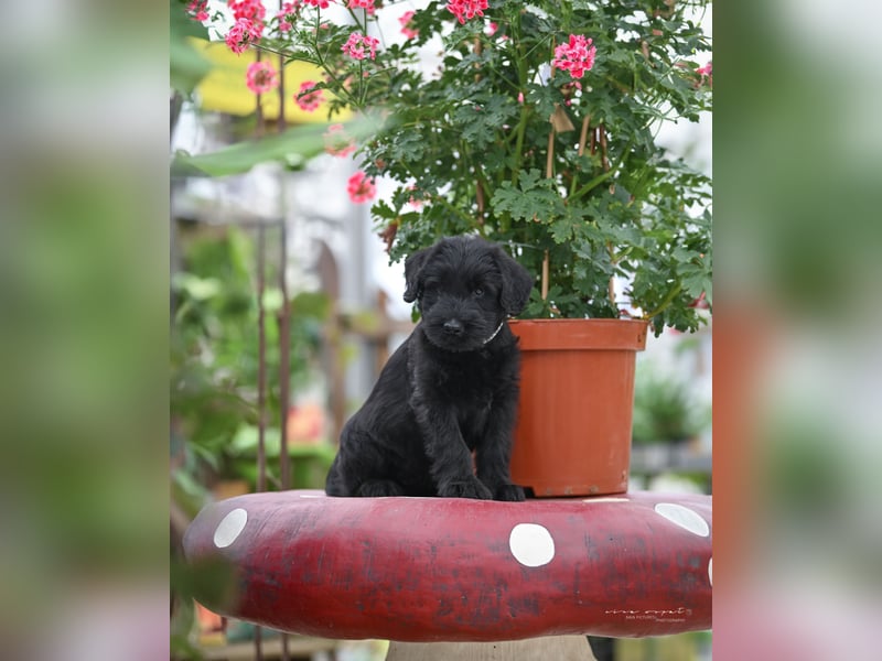 Riesenschnauzer schwarz