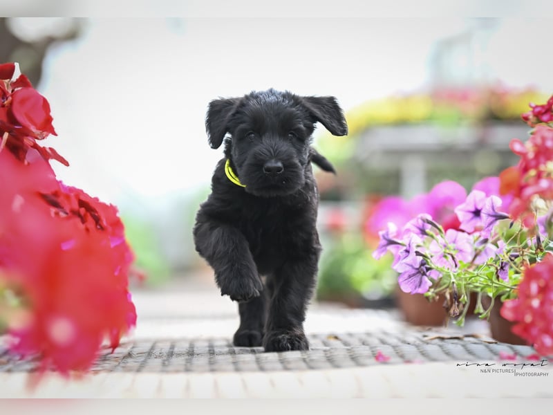 Riesenschnauzer schwarz