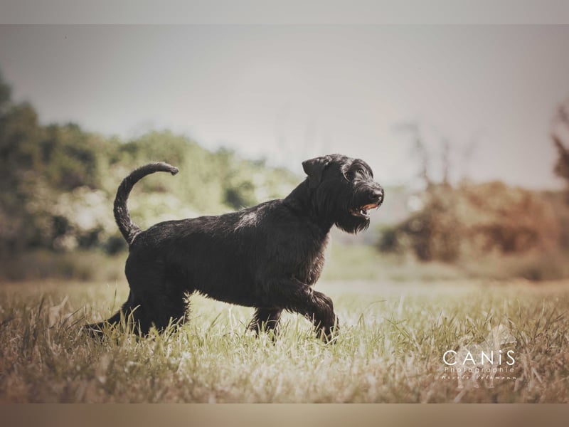 Riesenschnauzer schwarz