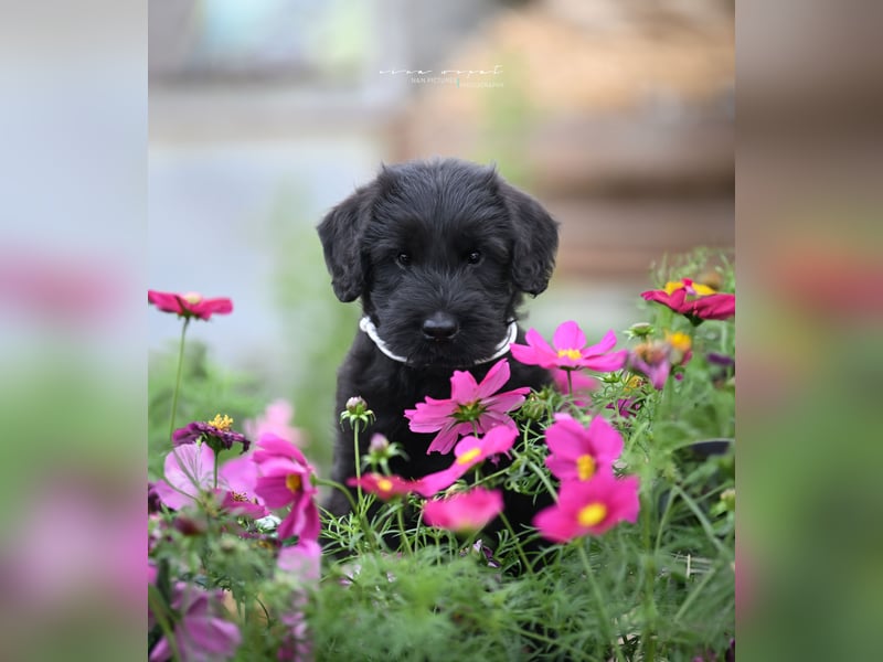 Riesenschnauzer schwarz