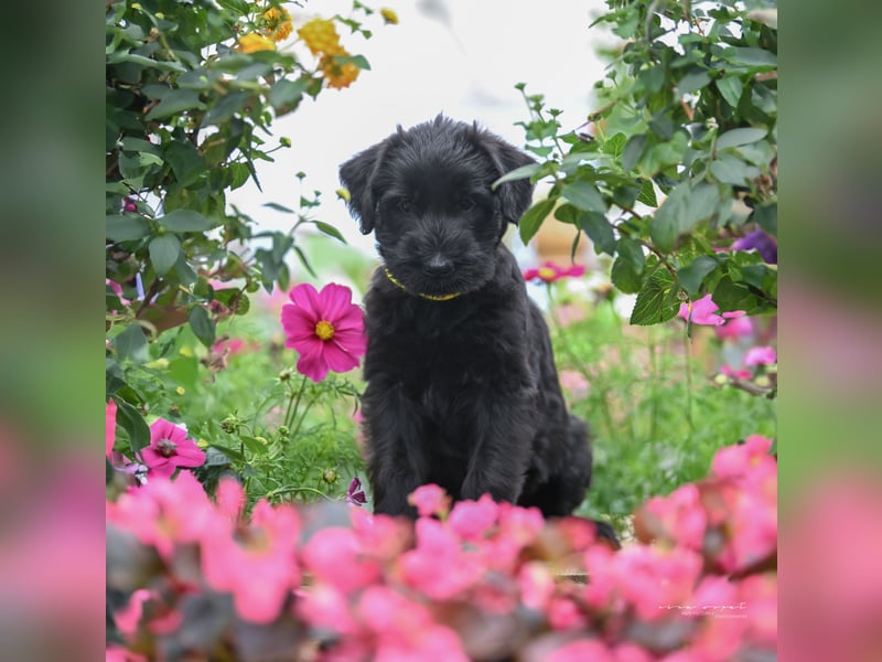 Riesenschnauzer schwarz