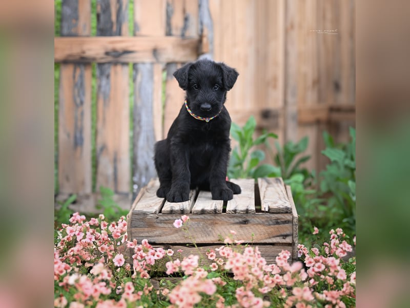 Riesenschnauzer schwarz