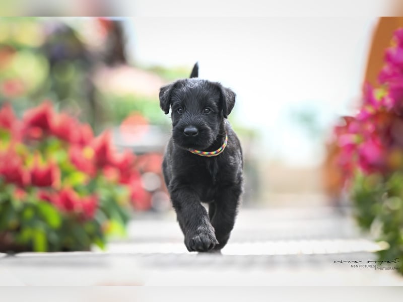 Riesenschnauzer schwarz