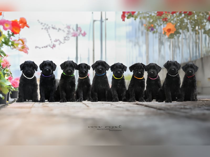 Riesenschnauzer schwarz Mrs. Gelb & Mr. Weiß
