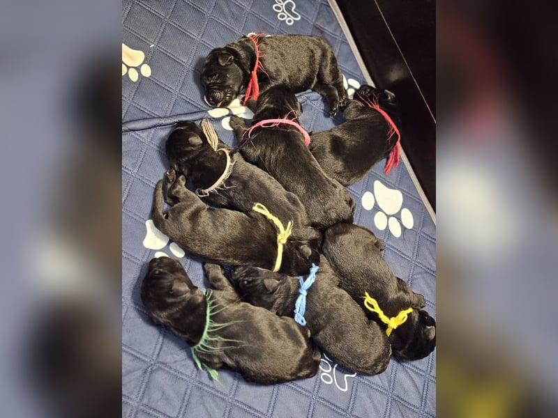 Riesenschnauzer schwarz Welpen des A-Wurf's am 02.07.25 gefallen