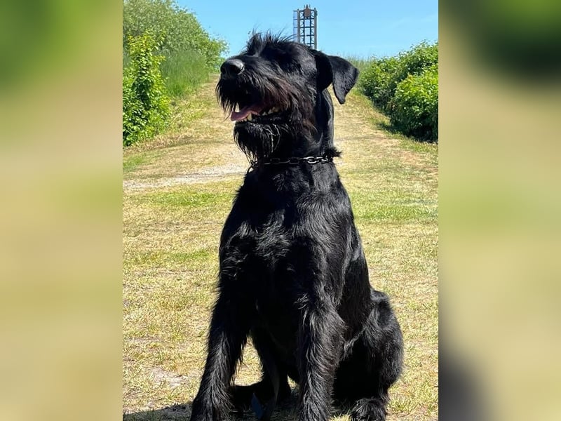 Riesenschnauzer schwarz Welpen des A-Wurf am 3.7.25 erwartete