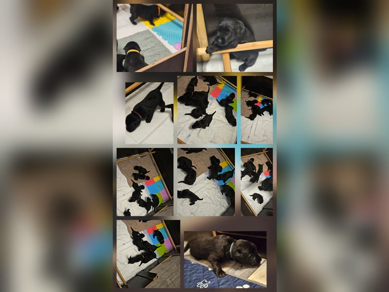 Riesenschnauzer schwarz Welpen des A-Wurf's am 02.07.25 gefallen