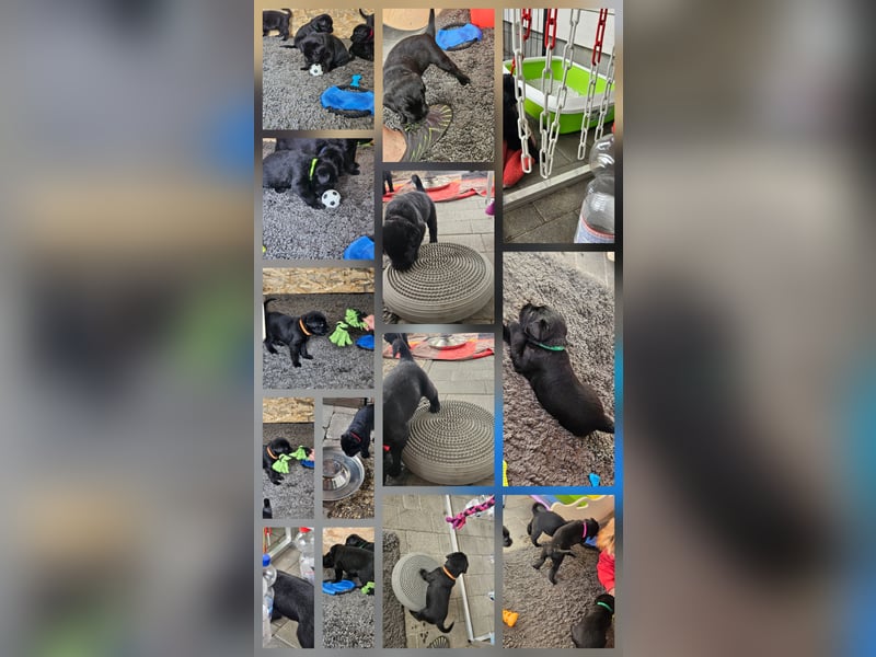 Riesenschnauzer schwarz Welpen des A-Wurf's am 02.07.25 gefallen