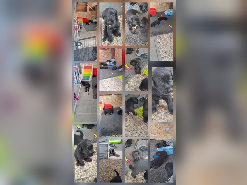 Riesenschnauzer schwarz Welpen des A-Wurf's am 02.07.25 gefallen