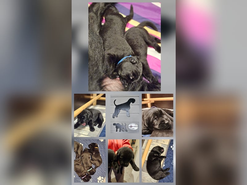 Riesenschnauzer schwarz Welpen des A-Wurf's am 02.07.25 gefallen