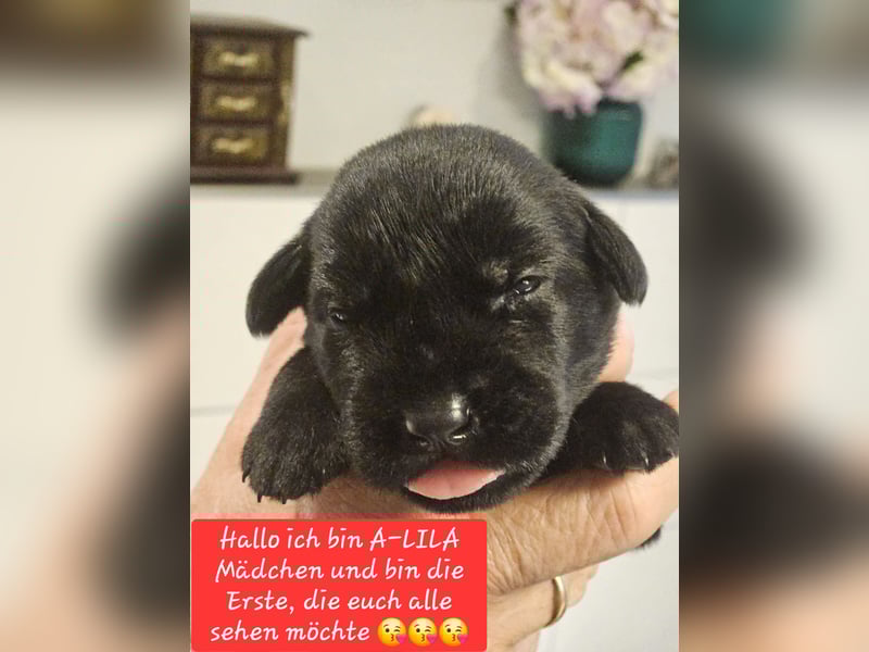 Riesenschnauzer schwarz Welpen des A-Wurf's am 02.07.25 gefallen