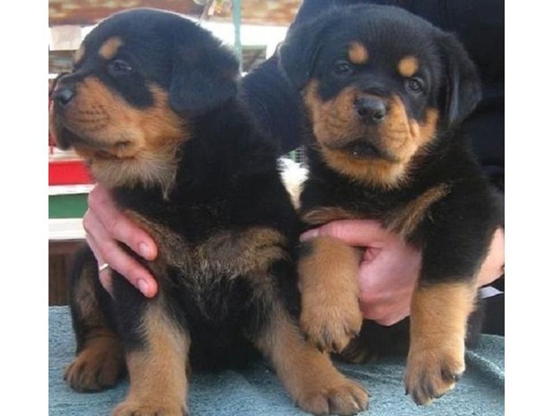 Rottweiler Hündin – geimpft, entwurmt, gechipt, mit EU-Heimtierausweis