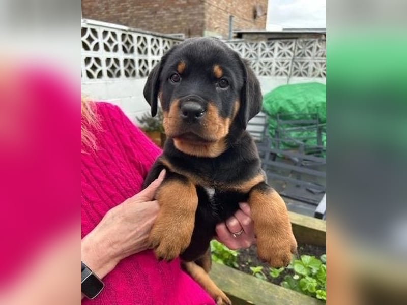 Rottweiler Hündin – geimpft, entwurmt, gechipt, mit EU-Heimtierausweis