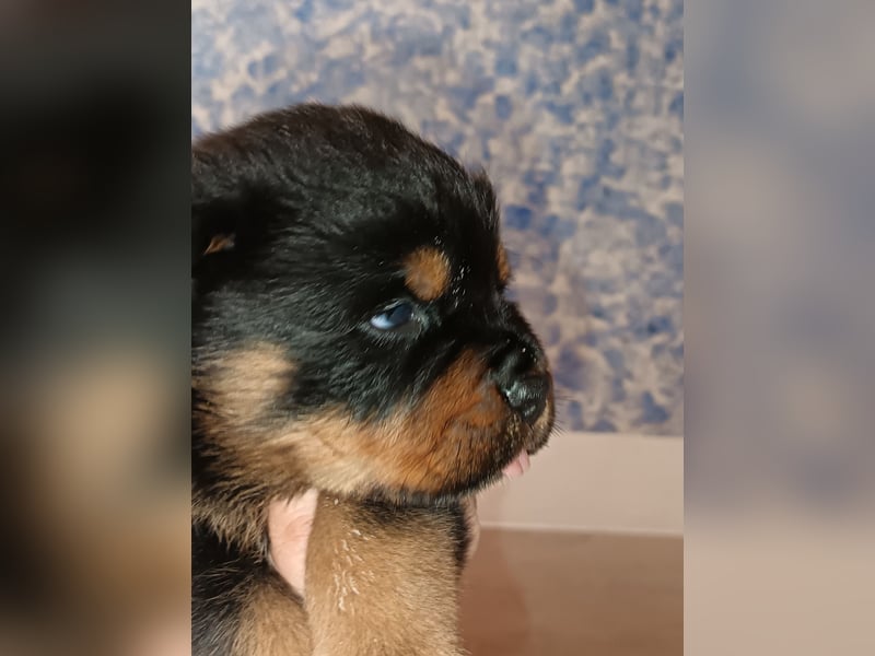 Rottweilerwelpen aus ADRK Leistungszucht Rottweilerwelpen aus ADRK Leistungszucht