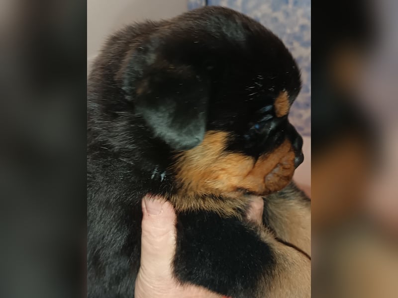 Rottweilerwelpen aus ADRK Leistungszucht Rottweilerwelpen aus ADRK Leistungszucht