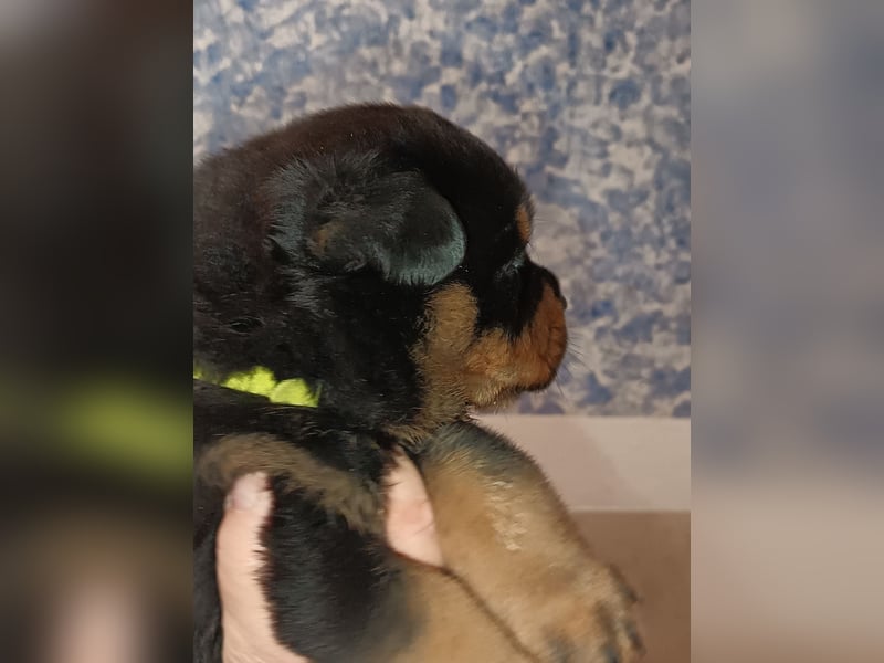 Rottweilerwelpen aus ADRK Leistungszucht Rottweilerwelpen aus ADRK Leistungszucht
