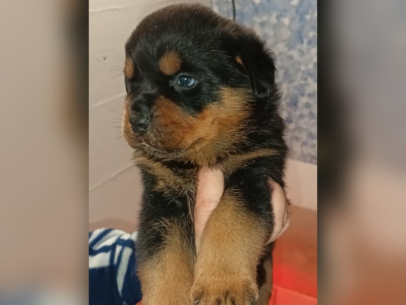 Rottweilerwelpen aus ADRK Leistungszucht Rottweilerwelpen aus ADRK Leistungszucht