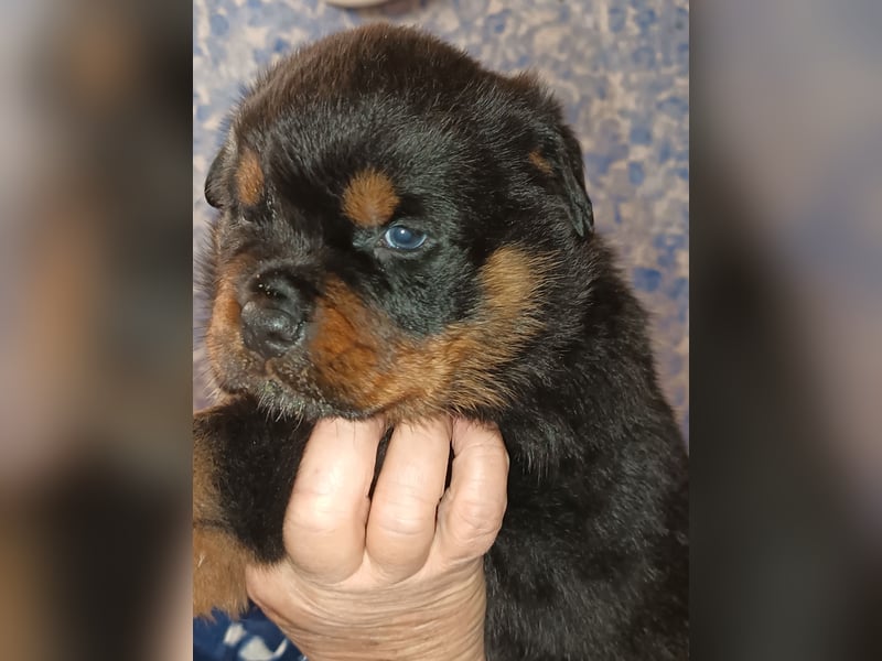 Rottweilerwelpen aus ADRK Leistungszucht Rottweilerwelpen aus ADRK Leistungszucht