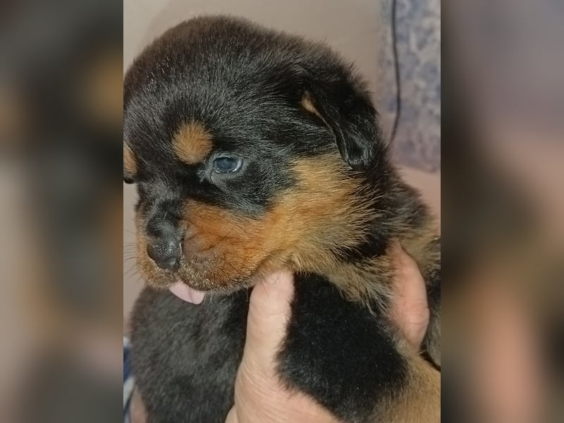 Rottweilerwelpen aus ADRK Leistungszucht Rottweilerwelpen aus ADRK Leistungszucht
