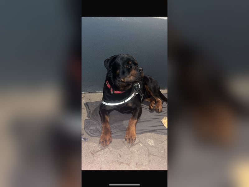 Chopper sucht dringend ein neues Zuhause
