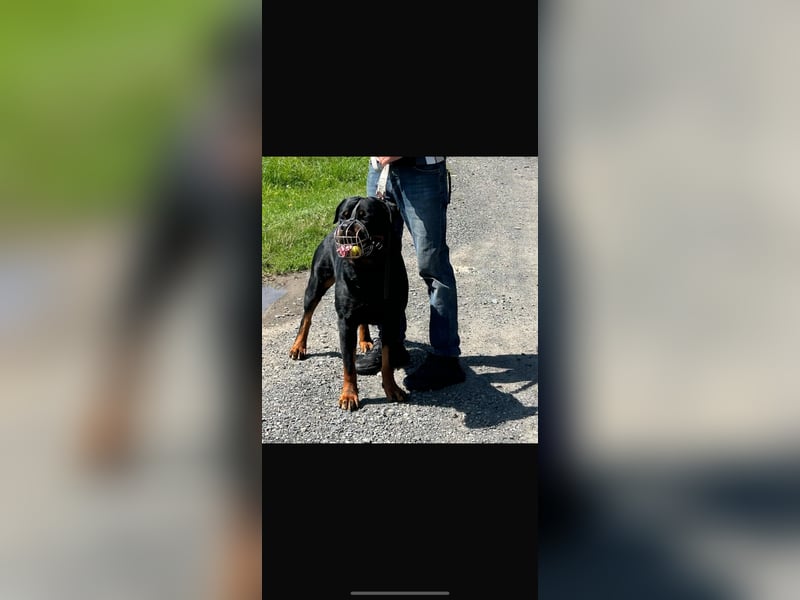 Chopper sucht dringend ein neues Zuhause