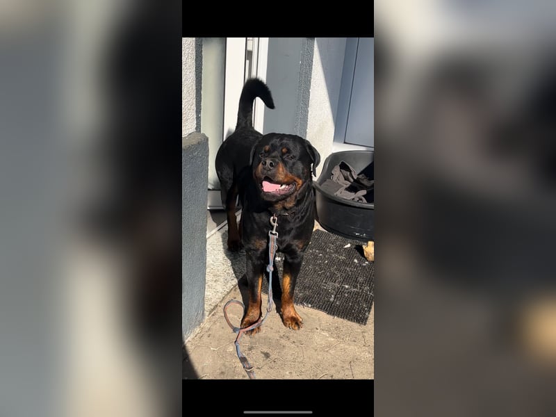 Chopper sucht dringend ein neues Zuhause