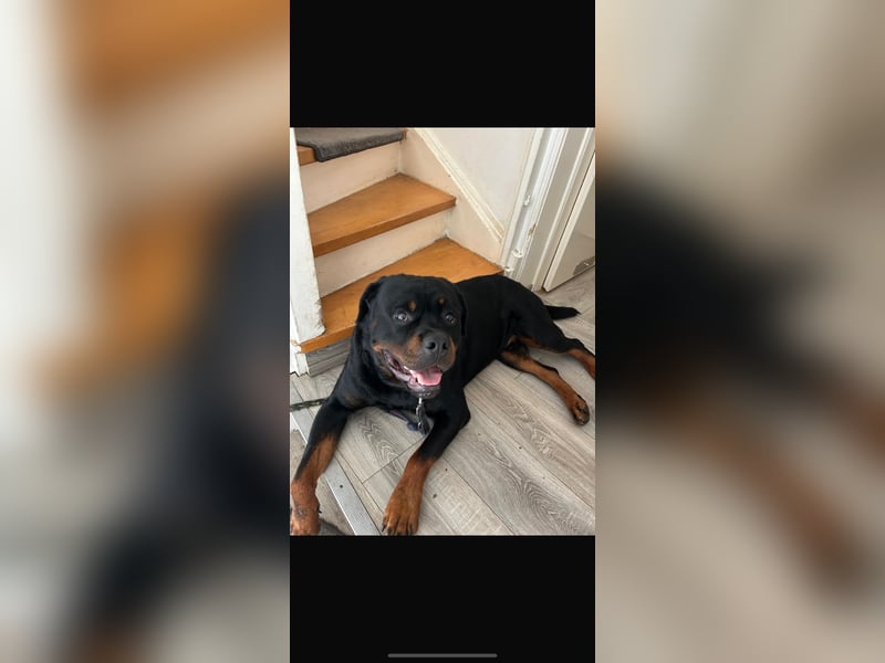 Chopper sucht dringend ein neues Zuhause