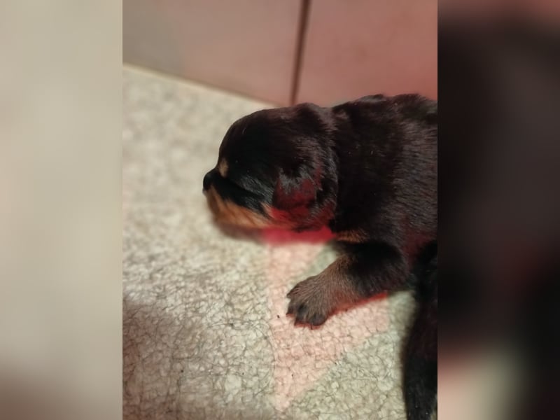 Rottweilerwelpen aus ADRK Leistungszucht