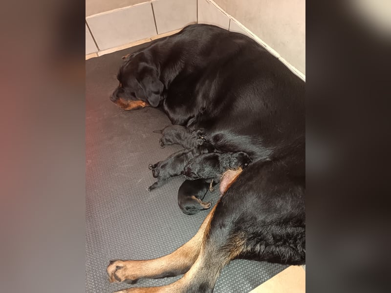 Rottweilerwelpen aus ADRK Leistungszucht