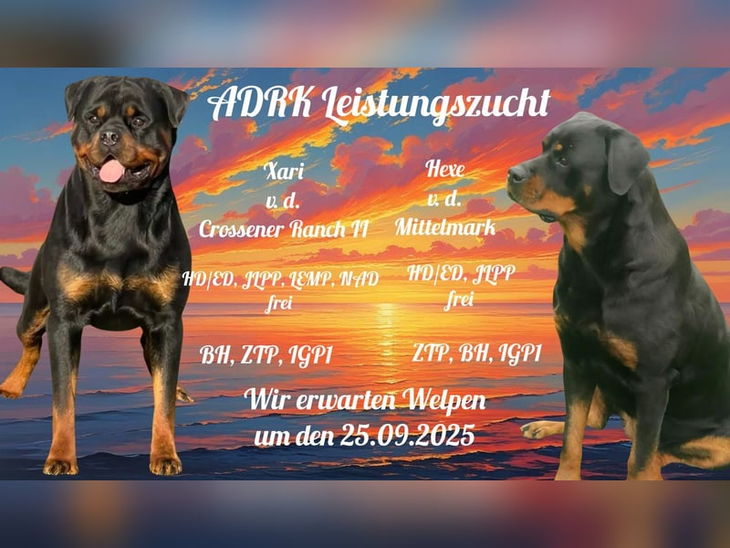 Rottweilerwelpen aus ADRK Leistungszucht