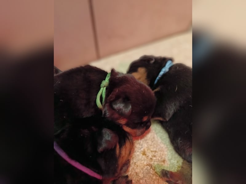 Rottweilerwelpen aus ADRK Leistungszucht