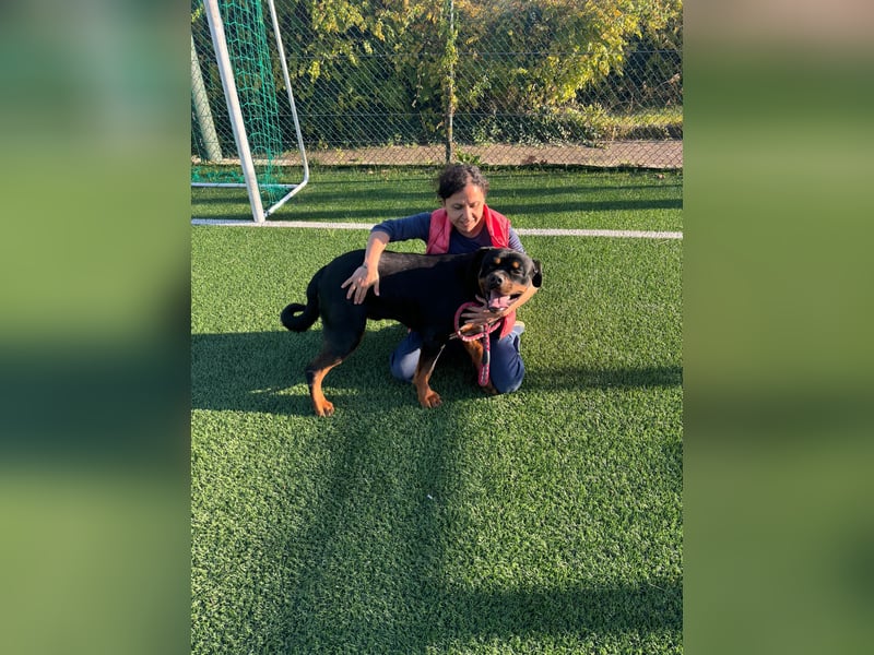 Rocky,  gut gebaute, sonnige Frohnatur