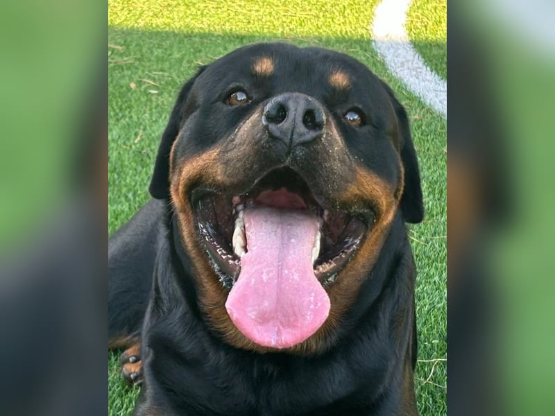 Rocky,  gut gebaute, sonnige Frohnatur
