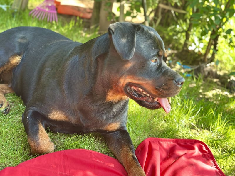 Aimy sucht ein neues Zuhause
